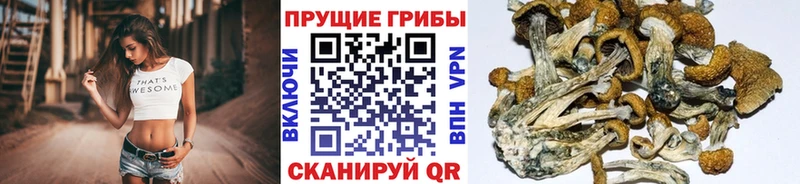 Псилоцибиновые грибы прущие грибы  Пудож 